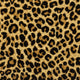 Spotted Leopard