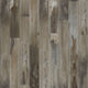 Raccoon (259)